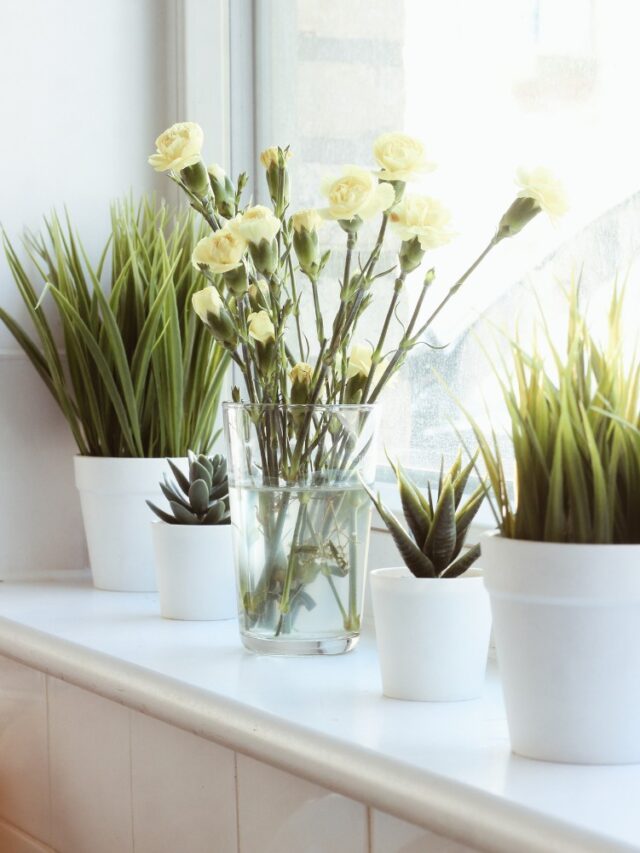 स्टडी टेबल के लिए सबसे अच्छे पौधे! Plants for Study Table in Hindi
