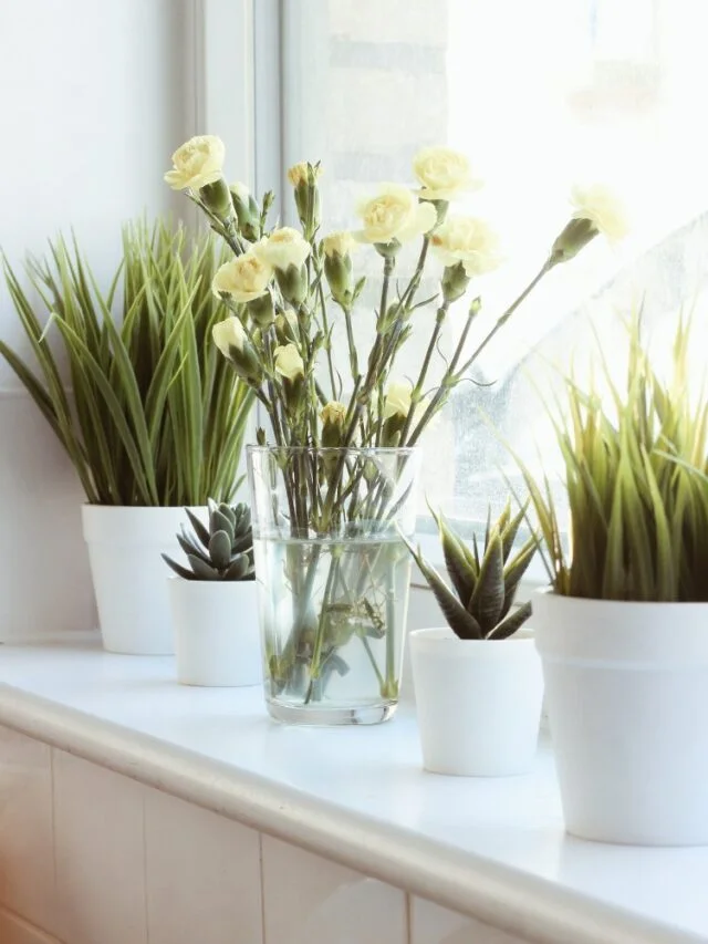 स्टडी टेबल के लिए सबसे अच्छे पौधे! Plants for Study Table in Hindi
