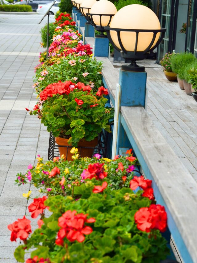 10 सबसे अच्छे फूल वाले पौधे – Best Flower Plants for Terrace Garden in Hindi
