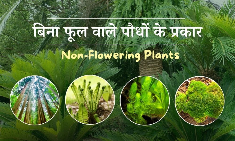 कौन से पौधे में फूल नहीं होते? बिना फूल वाले पौधों के प्रकार - Non-Flowering Plants in Hindi