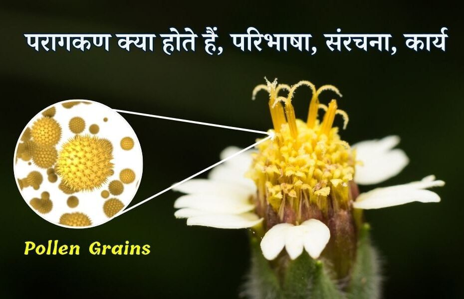 परागकण क्या होते हैं, परिभाषा, संरचना, कार्य - Pollen Grains Definition, Structure, Formation, Types in Hindi