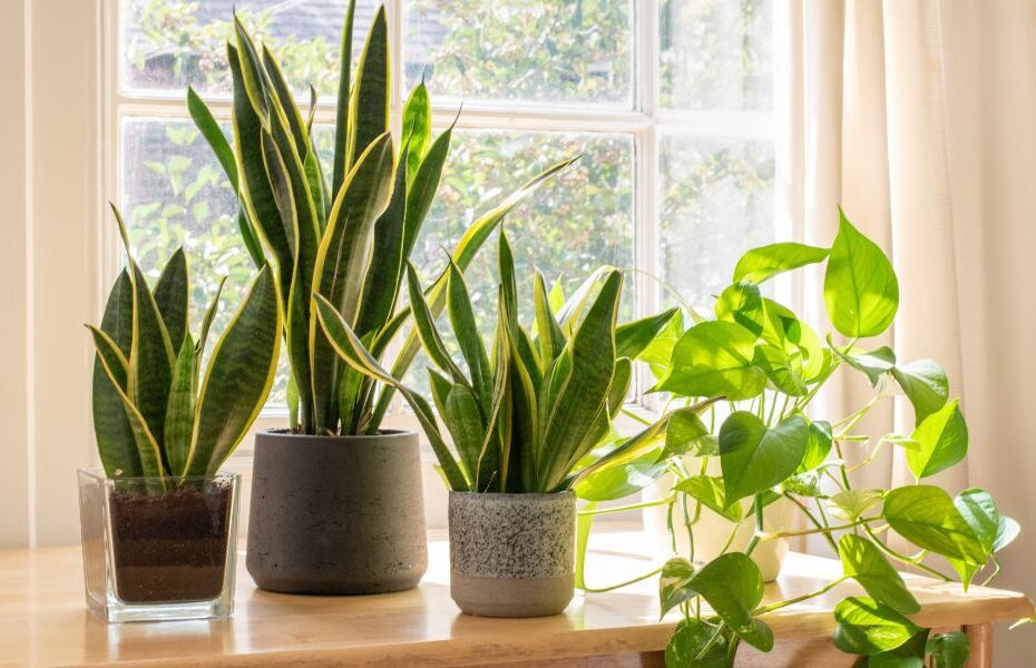 ऑक्सीजन देने वाले यह 10 पौधे घर में करेंगे एयर प्यूरीफायर का काम - Best Indoor Plants For Oxygen And air purification In Hindi