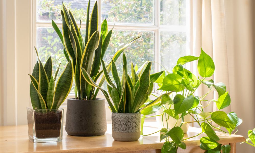 ऑक्सीजन देने वाले यह 10 पौधे घर में करेंगे एयर प्यूरीफायर का काम - Best Indoor Plants For Oxygen And air purification In Hindi