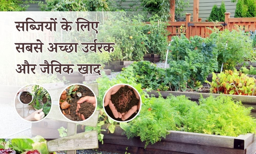 सब्जियों के लिए सबसे अच्छा उर्वरक और जैविक खाद - Best Organic Fertilizer For Vegetable Plants In Hindi 