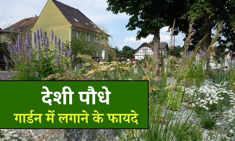 देशी पौधे क्या होते हैं, गार्डन में देशी पौधे लगाने के फायदे - Benefits Of Planting Native Plants In Garden In Hindi 