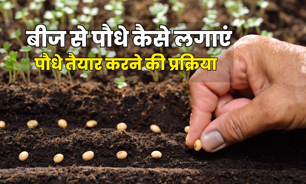 बीज से पौधे कैसे लगाएं, पौधे तैयार करने की प्रक्रिया - How to Grow Plants From Seeds in Hindi