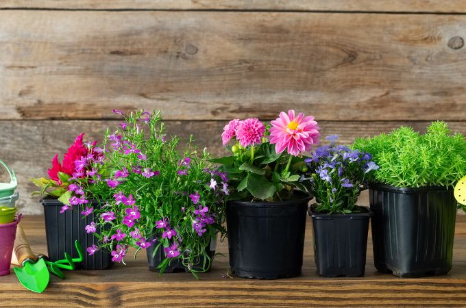 एंजियोस्पर्म और जिम्नोस्पर्म में अंतर - Difference Between Angiosperms And Gymnosperms In Hindi 