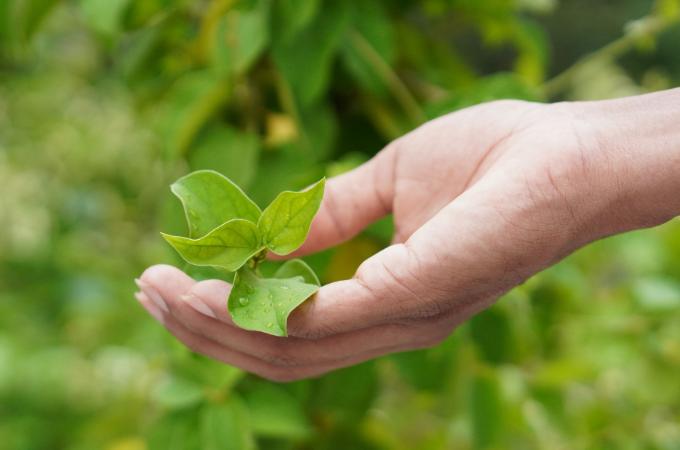 जिमनेमा - Gymnema Is Best Herb For Control Diabetes In Hindi  