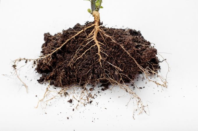मूसला जड़ों और रेशेदार जड़ों के बीच समानताएं - Similarities Between Taproots And Fibrous Roots In Hindi 