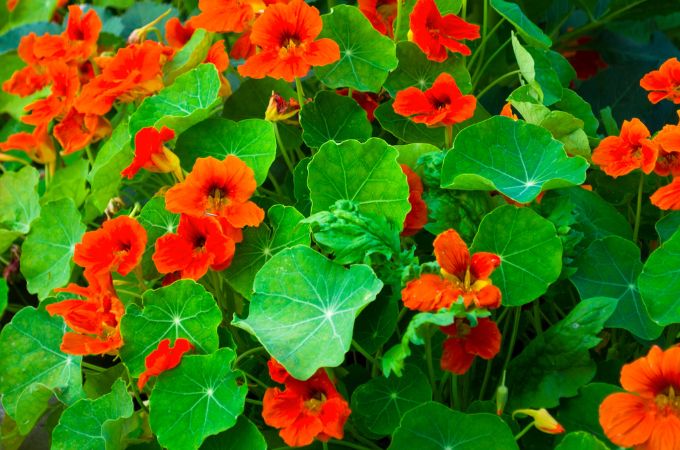 नैस्टर्टियम – Summer Flowering Plant Nasturtium In Hindi
