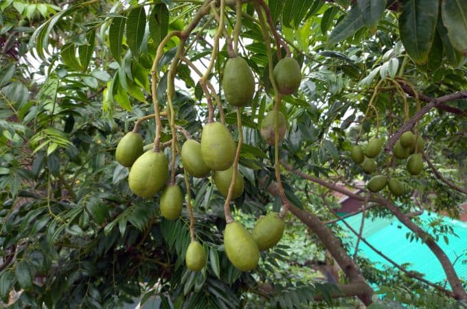 आवृतबीजी पौधे क्या होते हैं - What Is Angiosperms In Hindi  
