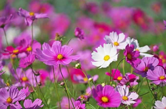 कॉसमॉस - Summer Growing Flower Cosmos In Hindi