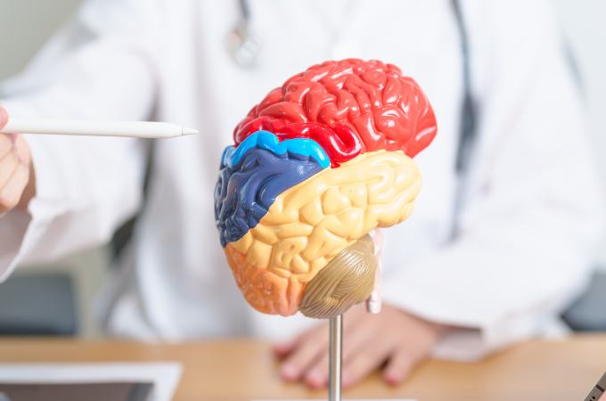 मस्तिष्क के भाग - Parts Of Brain In Hindi 