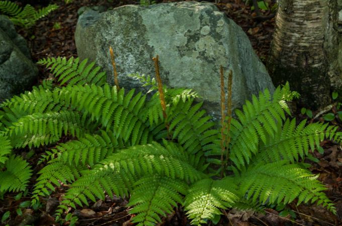 एंजियोस्पर्म और जिम्नोस्पर्म में समानताएं - Similarities Between Angiosperms And Gymnosperms In Hindi