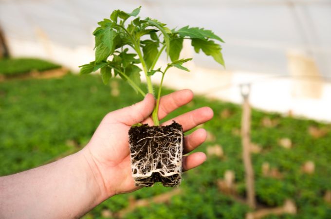 रेशेदार जड़ें क्या हैं - What Are Fibrous Root In Hindi