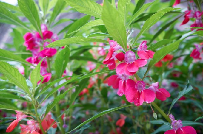 बालसम – Balsam Is Beautiful Flowers For Summer In India In Hindi