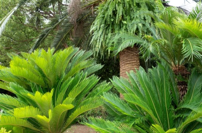 अनावृतबीजी पौधे क्या होते हैं - What Is Gymnosperms In Hindi