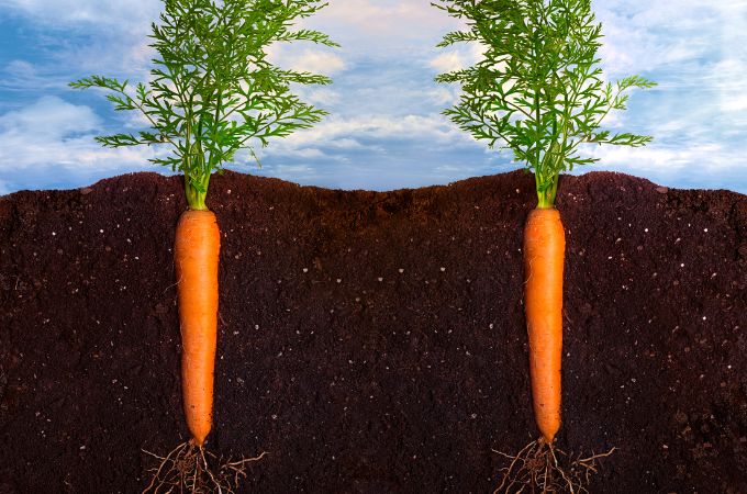 मूसला जड़ें क्या हैं - What Are Taproots In Hindi 