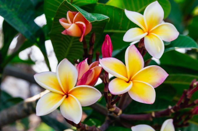 चंपा - Champa Is Grow Best In Summer Season In Hindi