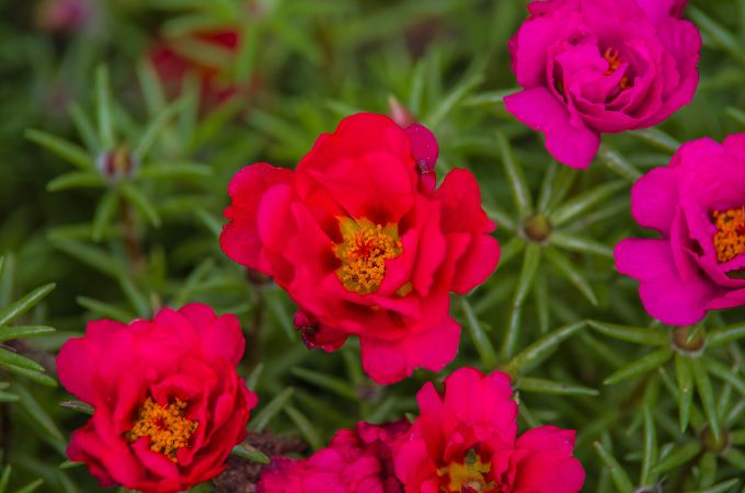पोर्टुलाका - Summer Growing Flower Portulaca In Hindi