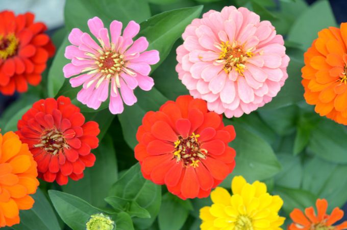जीनिया - Zinnia Is Best Flower For Summer In Hindi