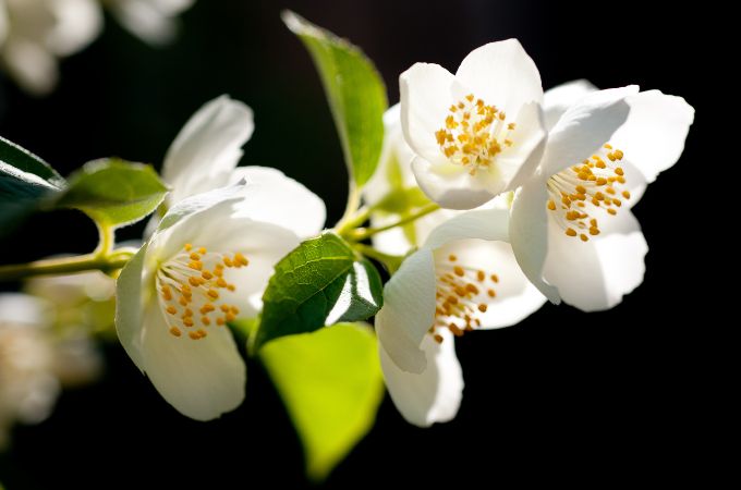 चमेली - Summer Growing Flower Jasmine In Hindi