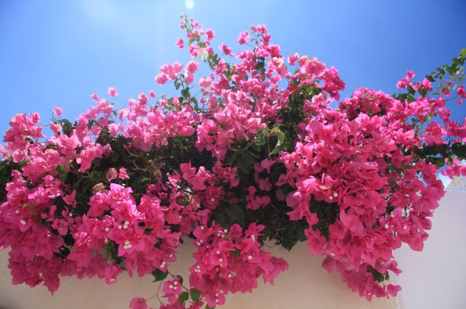 बोगनविलिया - Bougainvillea Is Best Flower For Summer In Hindi 