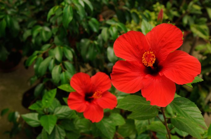 गुड़हल - Summer Growing Flower Hibiscus In Hindi