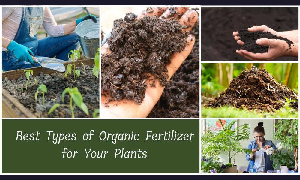 Best Types of Organic Fertilizer for Your Plants Home Gardening: Choosing Best Types of Organic Fertilizer for Your Plants