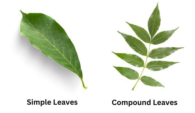 पत्ती के प्रकार - Types Of Leaves In Hindi
