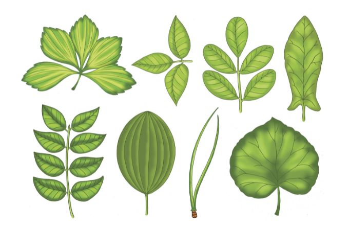 पत्तियों के अन्य प्रकार - Other Parts Of Leaves In Hindi 