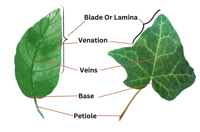पत्ती के प्रमुख भाग - Parts Of Leaves In Hindi