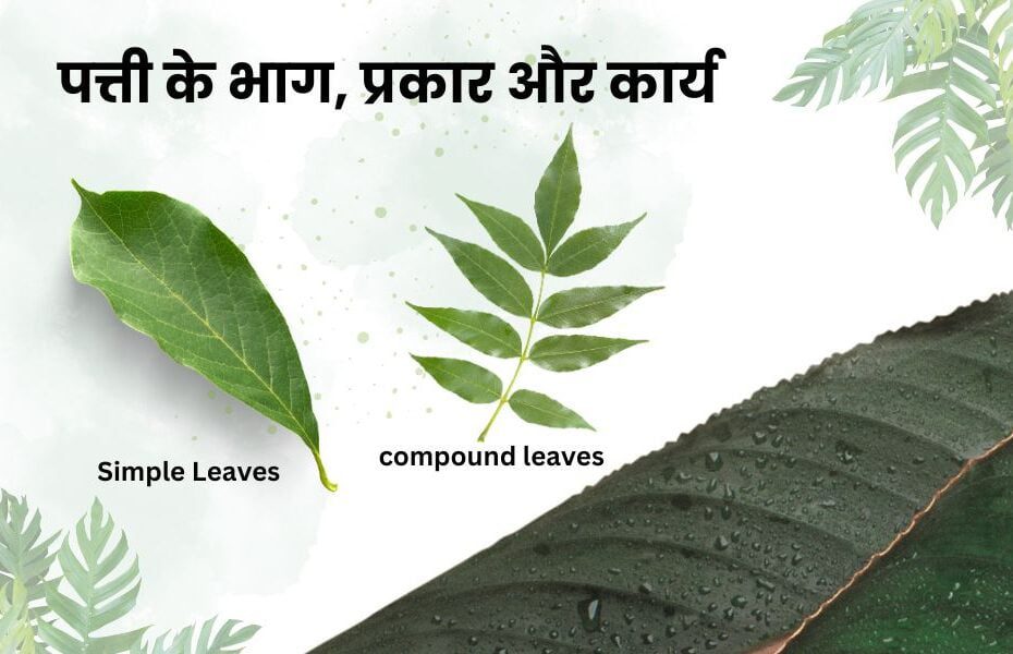 पत्ती के भाग, प्रकार और कार्य - What Is Leaf, Structure, Type And Function In Hindi