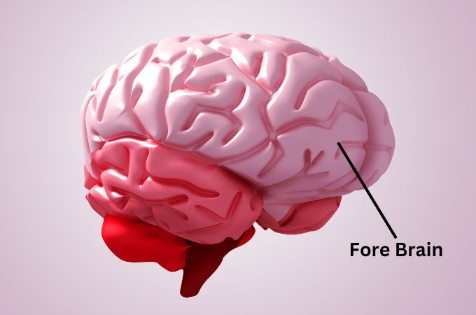 अग्र मस्तिष्क - Fore Brain In Hindi 