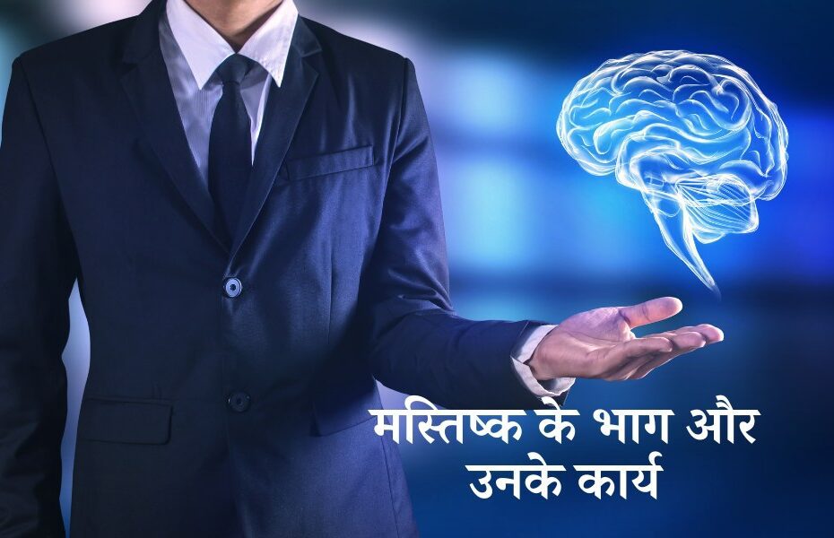 मस्तिष्क के भाग और उनके कार्य - Parts Of The Brain And Their Functions In Hindi