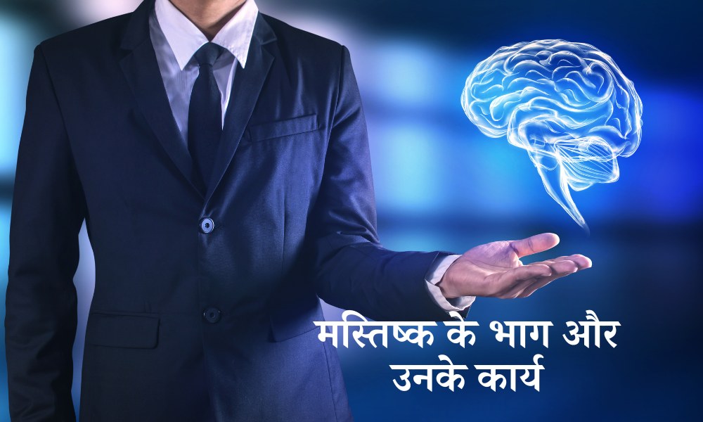 मस्तिष्क के भाग और उनके कार्य - Parts Of The Brain And Their Functions In Hindi