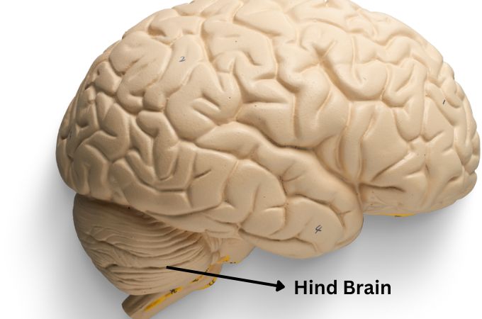 पश्च मस्तिष्क - Hind Brain In Hindi 