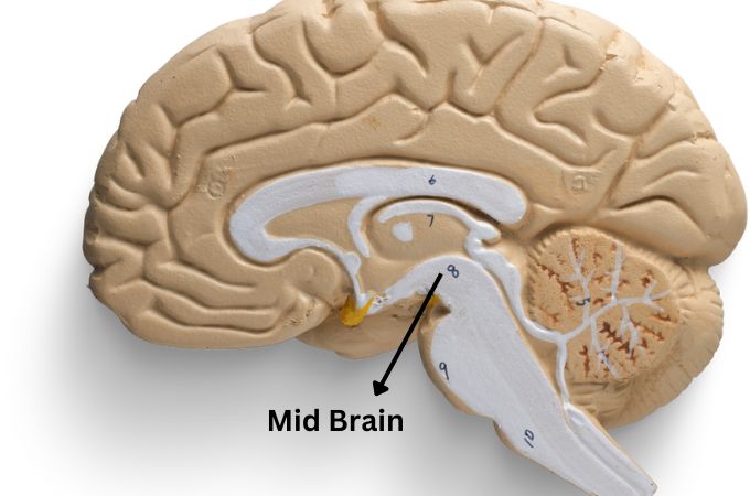 मध्य मस्तिष्क - Mid Brain In Hindi 