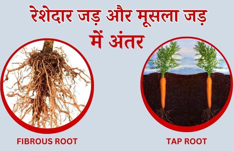 मूसला जड़ और रेशेदार जड़ के बीच अंतर - Difference Between Taproot And Fibrous Roots In Hindi