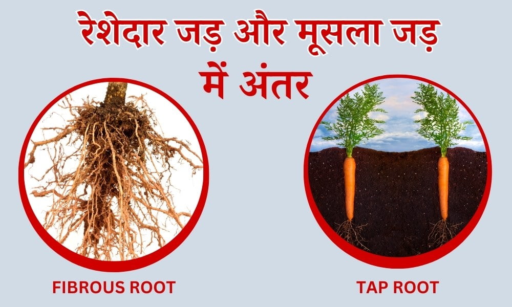 मूसला जड़ और रेशेदार जड़ के बीच अंतर - Difference Between Taproot And Fibrous Roots In Hindi