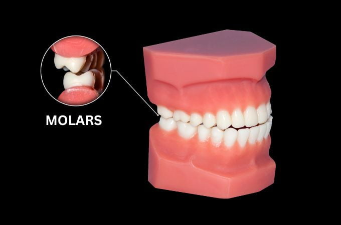 चर्वणक दांत - Molar Teeth In Hindi