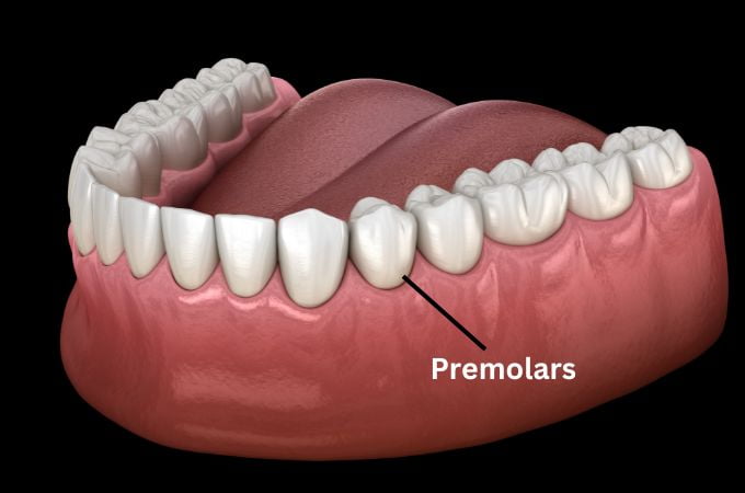 अग्रचर्वणक दांत - Premolar Teeth In Hindi  