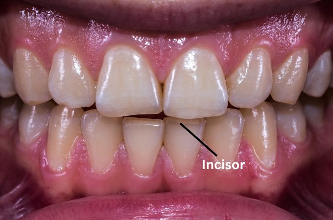 कृन्तक/छेदक दांत - Incisor Teeth In Hindi