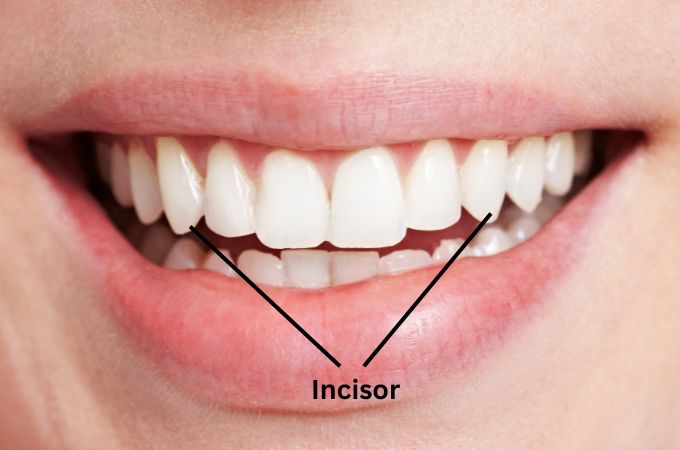 रदनक/भेदक दांत - Canine Teeth In Hindi
