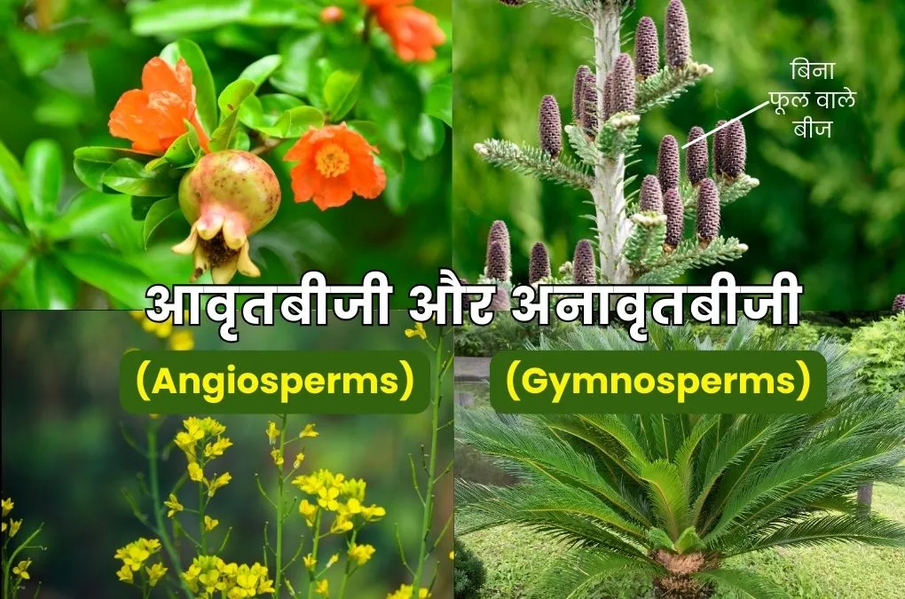 आवृतबीजी और अनावृतबीजी पौधों में अंतर - Difference Between Angiosperms And Gymnosperms Plant In Hindi 