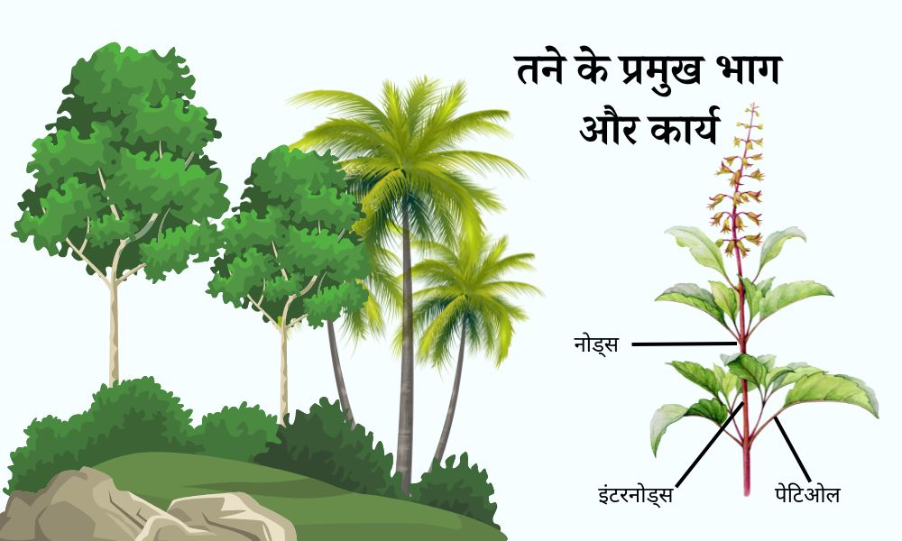 तने के भाग, उसकी संरचना और कार्य - Parts of a Stem, Their Structure and Functions in Hindi