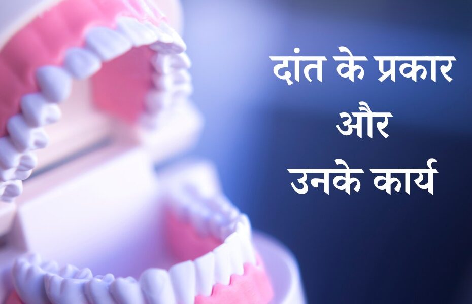 दांत कितने प्रकार के होते हैं, नाम, भाग और उनके कार्य - Types Of Teeth And Their Functions In Hindi