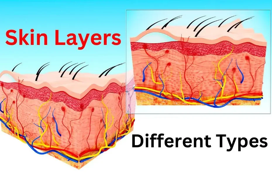 Exploring the Different Types of Skin Layers: A Complete Overview