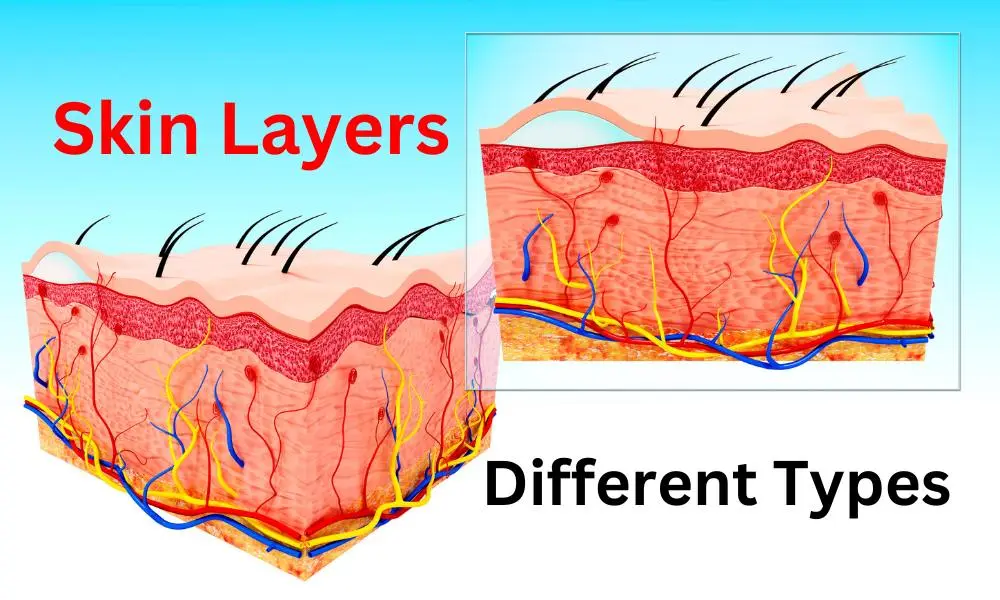 Exploring the Different Types of Skin Layers: A Complete Overview