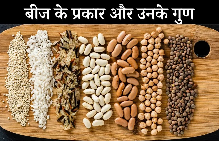बीज कितने प्रकार के होते हैं - How Many Types Of Seeds In Hindi